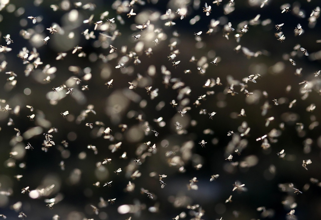 maximisez le retour sur investissement (roi) de votre publicit&eacute; en ligne gr&acirc;ce &agrave; des strat&eacute;gies efficaces et des outils performants pour optimiser chaque campagne.